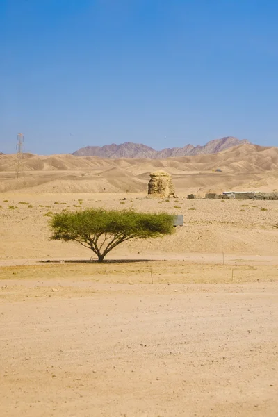Árbol del desierto — Foto de Stock