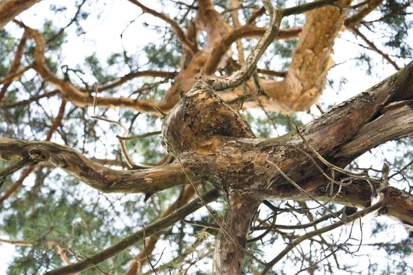 stock image Branch pine