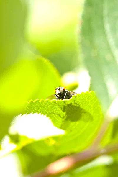 stock image Fly on leaf