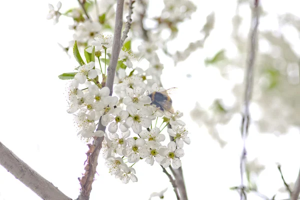 Cherry-blossom Royaltyfria Stockfoton