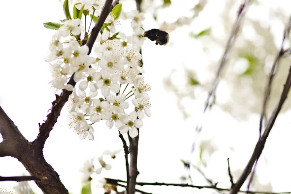 Cherry-blossom Stockfoto