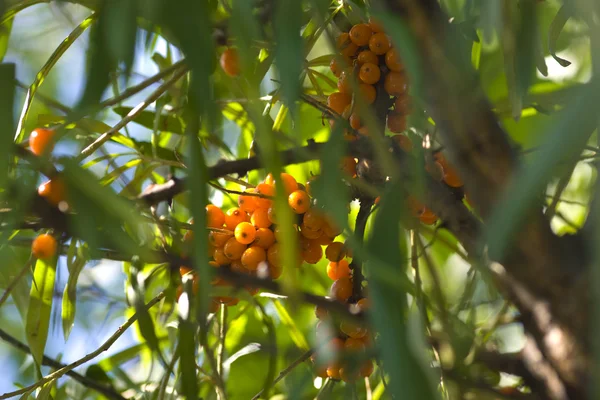 Sea-buckthorn Stock Picture