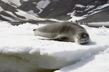 Leopard seal clipart