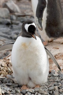 Gentoo penguin clipart