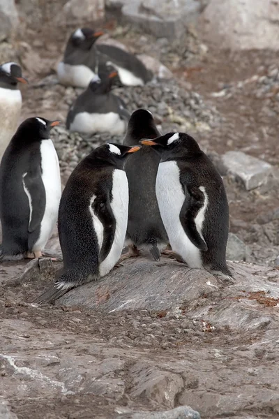 Gentoo pingwiny — Zdjęcie stockowe
