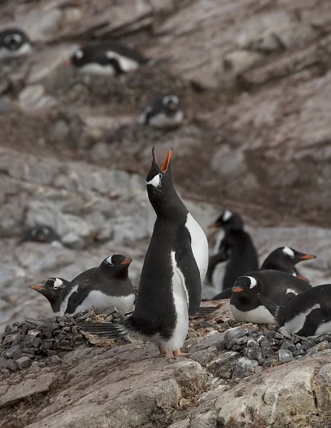 Pingwin białobrewy — Zdjęcie stockowe