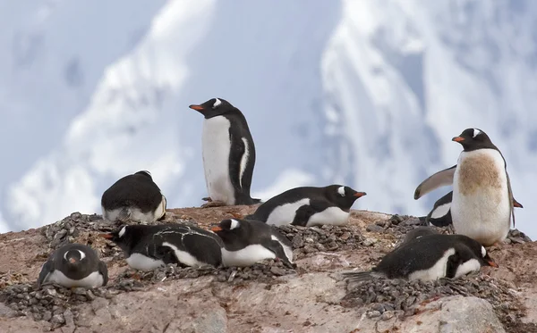 Gentoo penguins — Stock Photo, Image