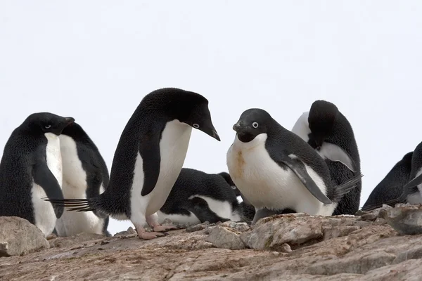 阿德利企鹅 — 图库照片