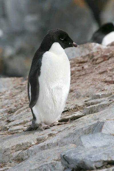 Pingüino Adelie —  Fotos de Stock