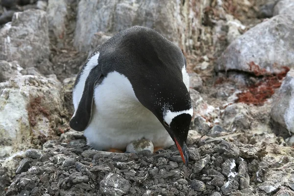 Gentoo pingouin sur son nid — Photo