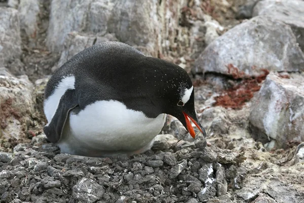 Gentoo penguin på sitt bo — Stockfoto