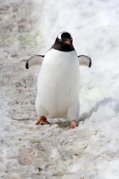 Pingwin białobrewy — Zdjęcie stockowe