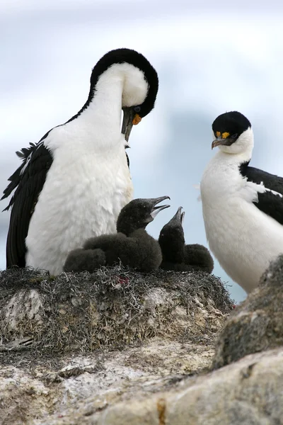 King cormorants — Stock Photo, Image