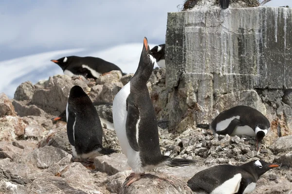 Pingüino gentoo Fotos de stock libres de derechos