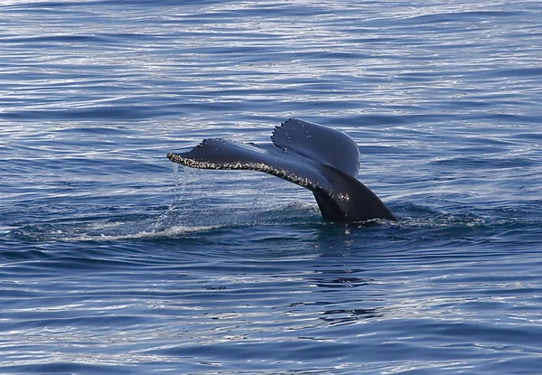 座头鲸的尾巴 图库图片