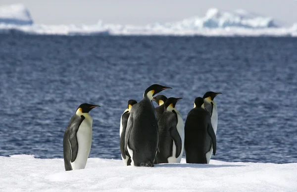 İmparator penguenler — Stok fotoğraf