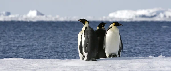 Keizer penguins — Stockfoto