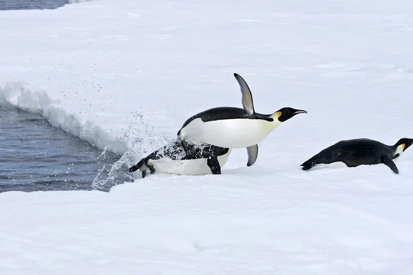 Pingüinos emperador —  Fotos de Stock