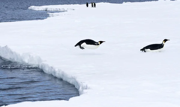 Pingüinos emperador —  Fotos de Stock