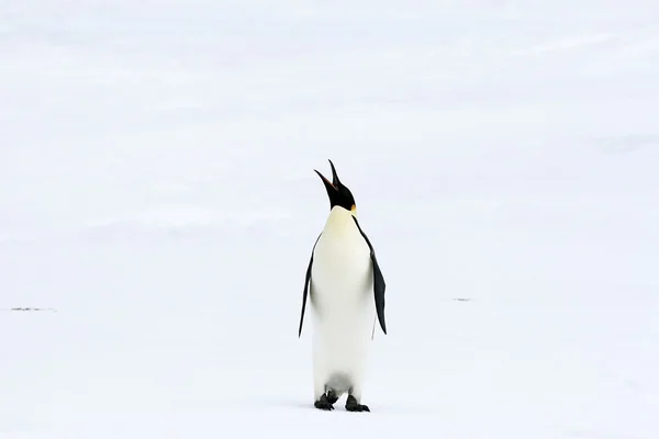 企鹅皇帝 — 图库照片