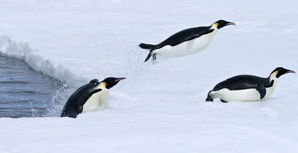 Kejsarpingviner — Stockfoto
