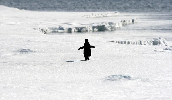 阿德利企鹅 免版税图库照片