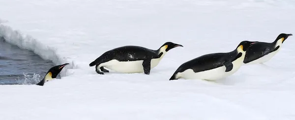 Pingüinos emperador Fotos de stock