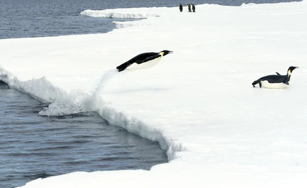 Pinguins-imperador Imagem De Stock