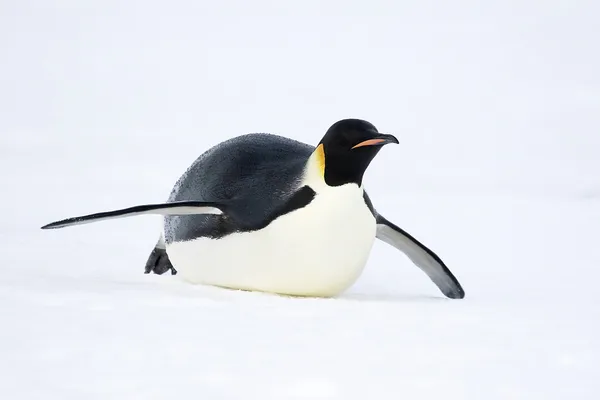 Імператорський пінгвін Ліцензійні Стокові Зображення