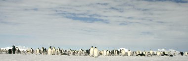 Emperor penguin colony clipart
