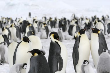 Emperor penguins clipart