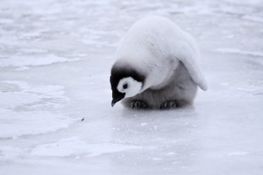 İmparator penguen piliç