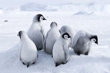 Emperor penguin chicks clipart