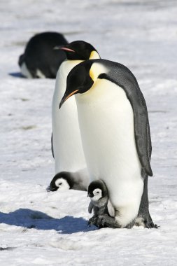 Emperor penguins clipart