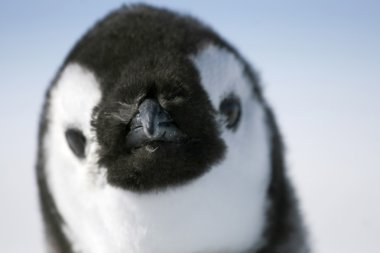 Close-up of an emperor penguin clipart
