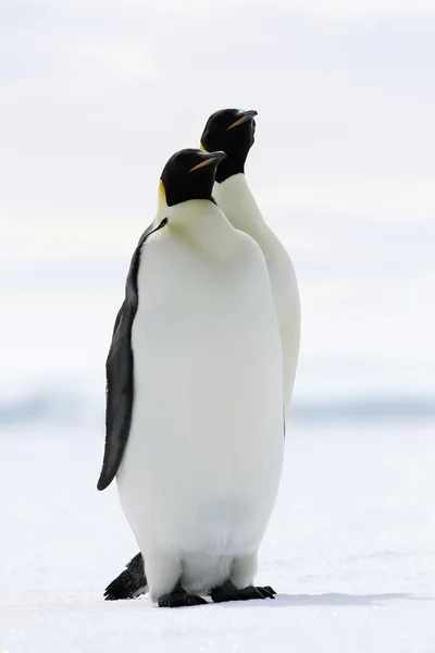 皇帝ペンギン — ストック写真