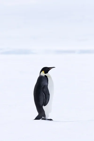 Kejsar Penguin — Stockfoto