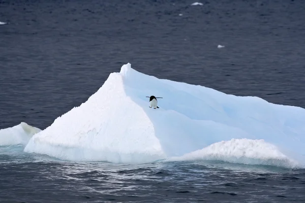 Pingwin adeli — Zdjęcie stockowe