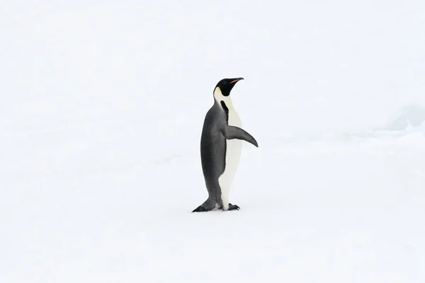 Imperador Pinguim — Fotografia de Stock