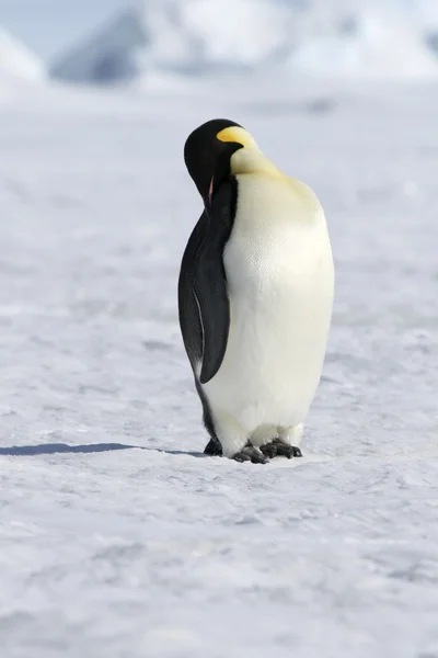 Pingüino Emperador —  Fotos de Stock