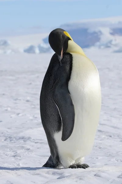 Pinguino imperatore — Foto Stock