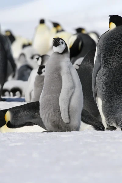 Pingvin császár. — Stock Fotó