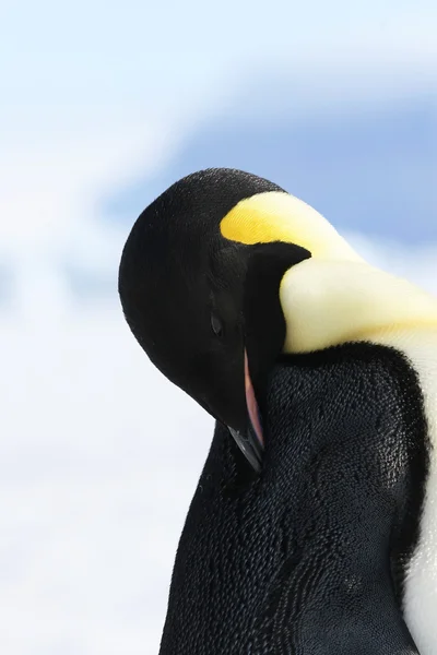 Император Пингвин — стоковое фото