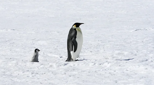 皇帝ペンギン — ストック写真