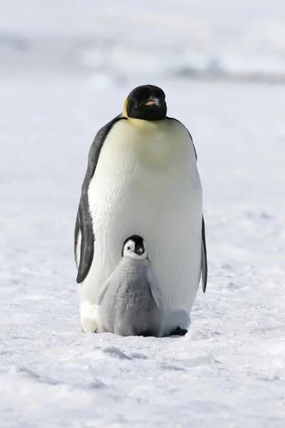 Pinguini imperatore — Foto Stock