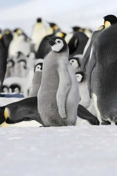 Імператорський пінгвін — стокове фото