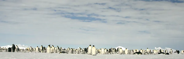 Colónia de pinguins-imperador — Fotografia de Stock
