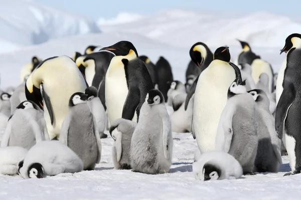 Імператорські пінгвіни — стокове фото