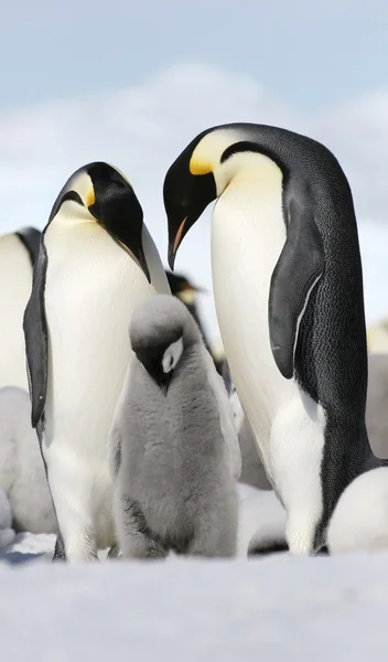 Pingüinos emperador — Foto de Stock