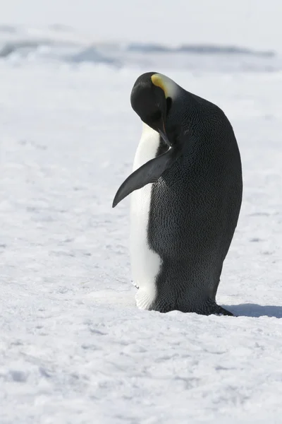 Imperador Pinguim — Fotografia de Stock